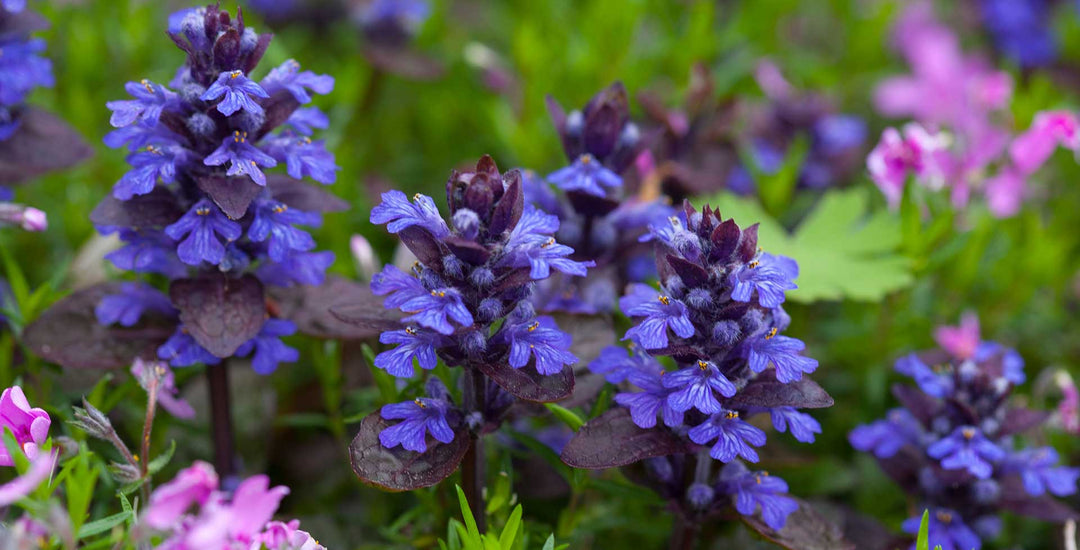 Blue Ajuga Reptans Flower Seeds for Planting | Heirloom Non-GMO, High Germination, Organic Garden Seeds