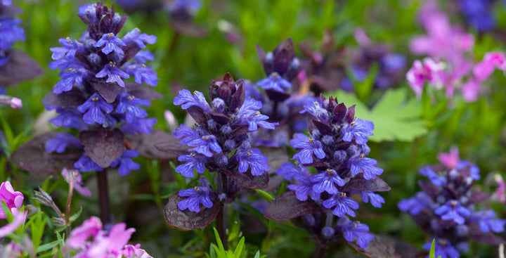 Blue Ajuga Reptans Flower Seeds for Planting | Heirloom Non-GMO, High Germination, Organic Garden Seeds