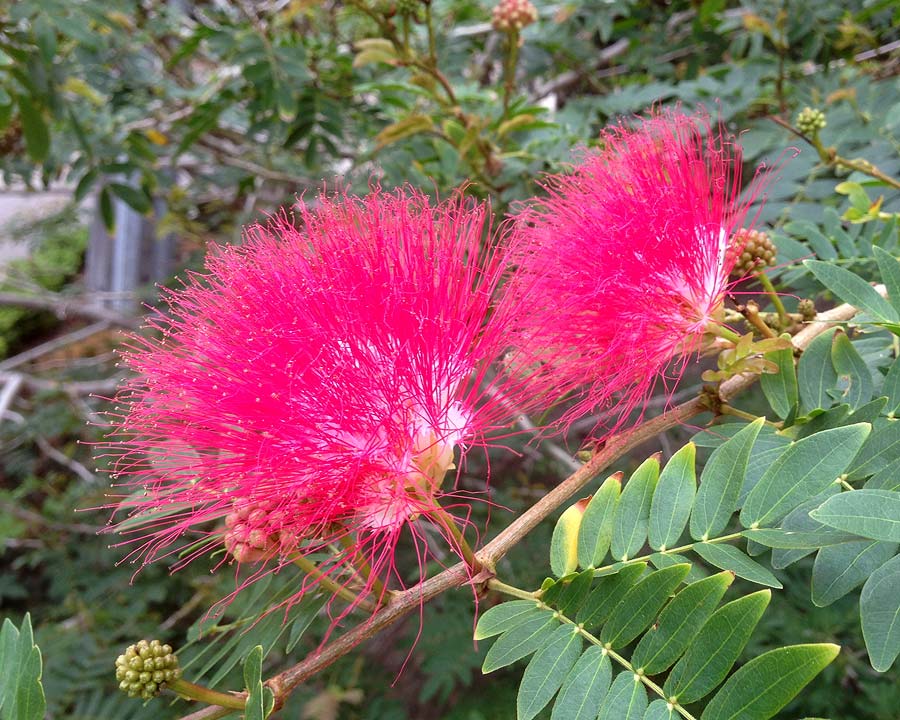 Pink Albizia Flower Seeds for Planting – Heirloom, Non-GMO, Compact Growth, High Germination