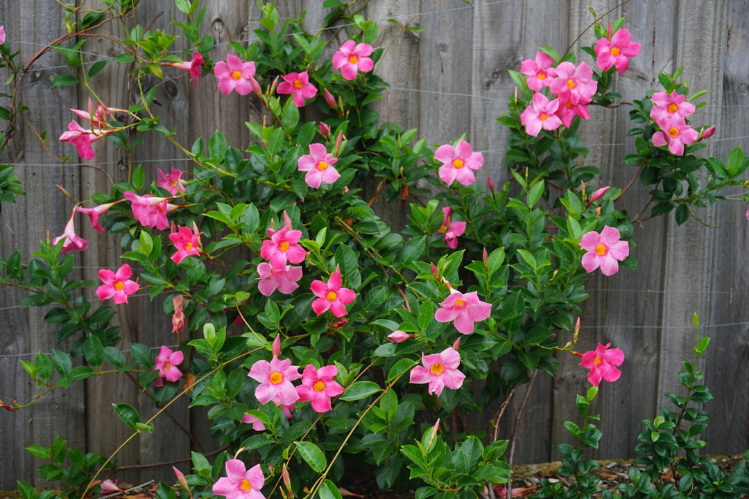 Pink Mandevilla Flower Seeds for Planting - Heirloom, Non-GMO, Easy to Grow Organic Garden Seeds