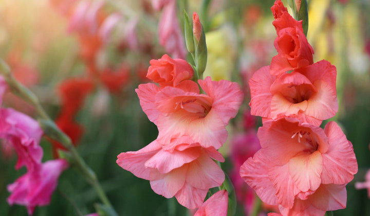 Light Red Gladiolus Flower Seeds for Planting – Seasonal Bloomer, Heirloom & Non-GMO Organic Garden Seeds