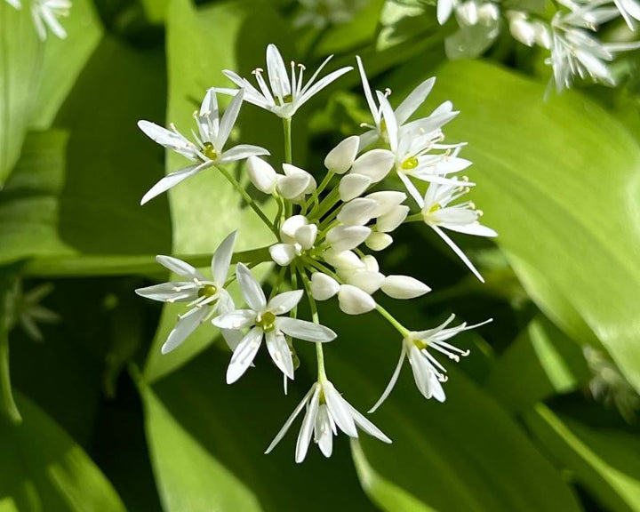 Ursinum Flower Seeds for Planting – Heirloom, Non-GMO, High Germination Organic Garden Seeds
