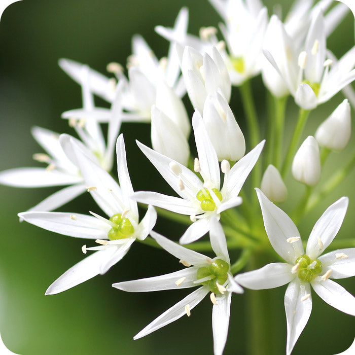 Ursinum Flower Seeds for Planting – Heirloom, Non-GMO, High Germination Organic Garden Seeds