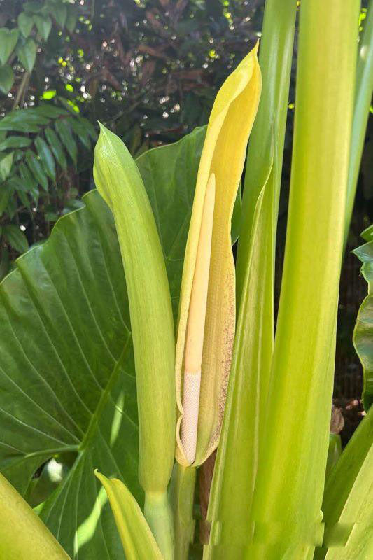 Alocasia Macrorrhiza Flower Seeds for Planting – Heirloom Non-GMO, High Germination Organic Garden Seeds