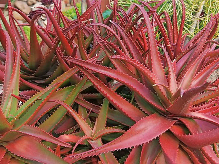 Green Red Aloe Vera Herb Seeds – Heirloom, Non-GMO Seasonal Essential Seeds for Garden Planting