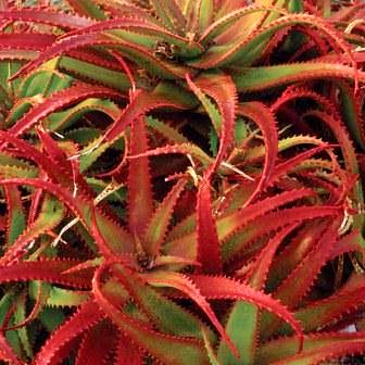 Aloe Cameronii Herb Seeds – Heirloom, Non-GMO Essential Herb Seeds for Garden Planting