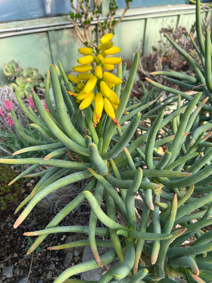 Yellow Aloe Dichotoma Flower Seeds for Planting – Heirloom Non-GMO Organic Garden Seeds