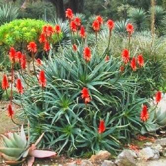 Krantz Aloe Herb Seeds for Planting – Heirloom, Non-GMO, Organic Garden Seeds with High Germination