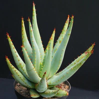 Green Claviflora Jackals Herb Seeds for Planting – Heirloom, Non-GMO, Organic Garden Seeds with High Germination