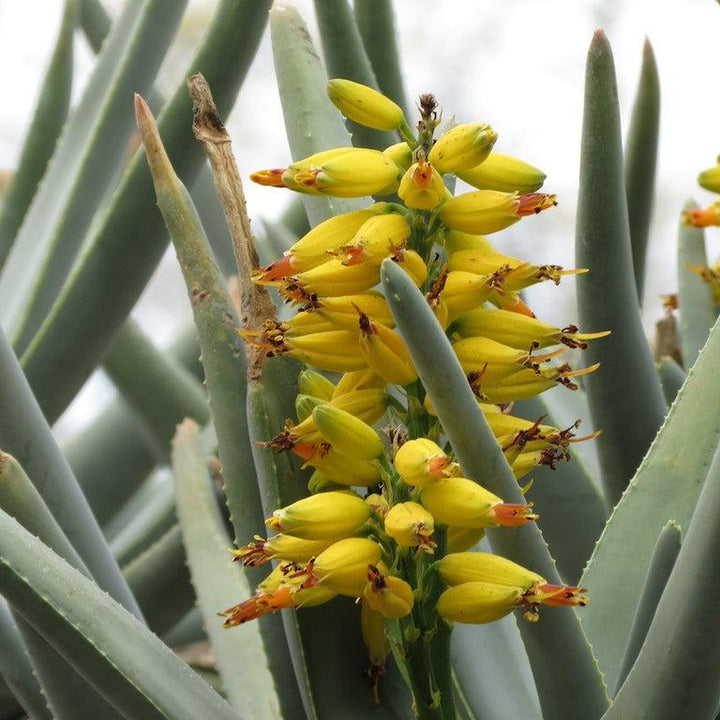 Yellow Aloe Dichotoma Flower Seeds for Planting – Heirloom Non-GMO Organic Garden Seeds
