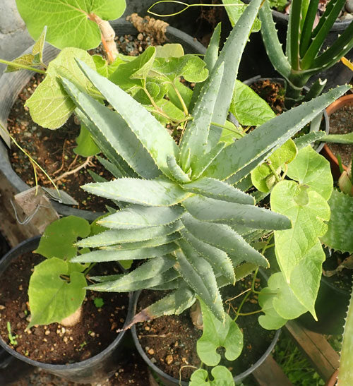 Green Aloe Dichotoma Herb Seeds for Planting – Heirloom, Non-GMO, Organic Garden Seeds with High Germination