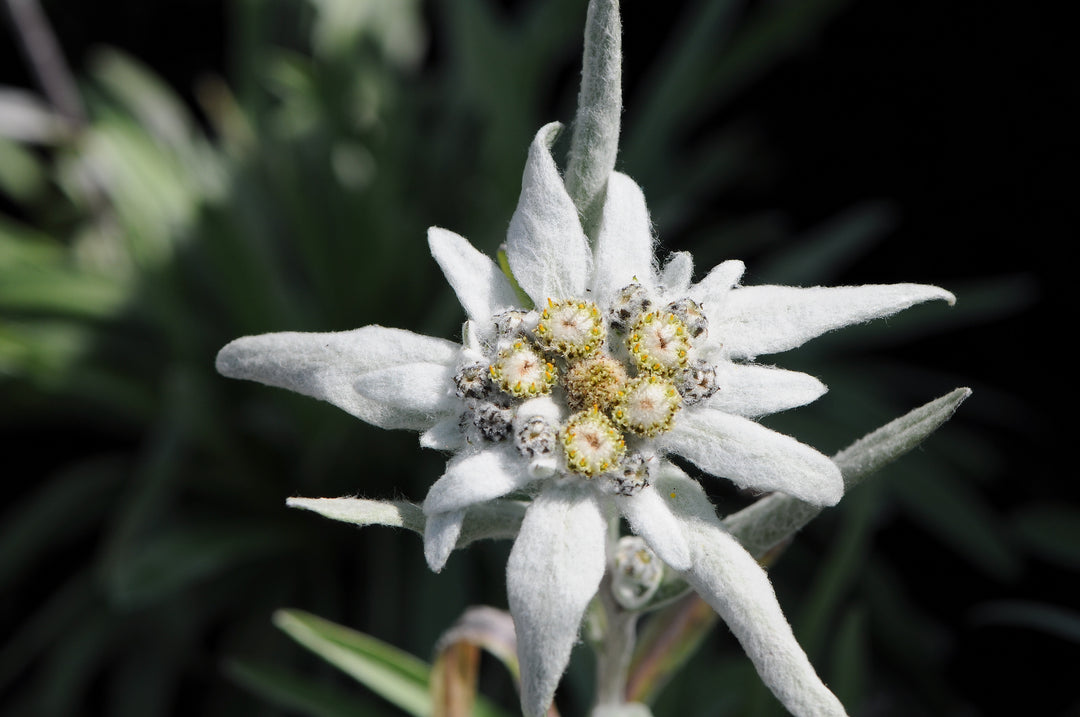 Edelweiss Flower Seeds for Planting - Hardy Heirloom, Non-GMO, High Germination Organic Garden Seeds
