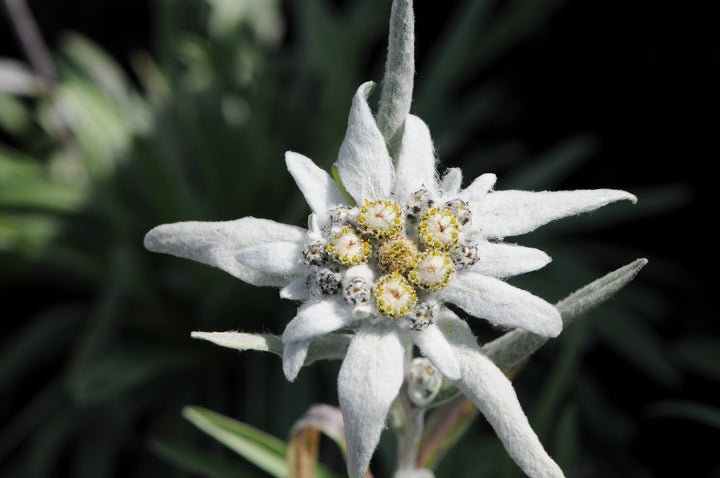 Edelweiss Flower Seeds for Planting - Hardy Heirloom, Non-GMO, High Germination Organic Garden Seeds