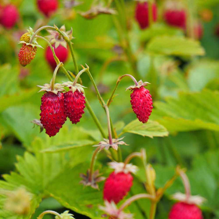 Fragaria Vesca Wild Strawberry Fruit Seeds for Planting – Heirloom & Non-GMO Garden seeds, alpine gourmet berries