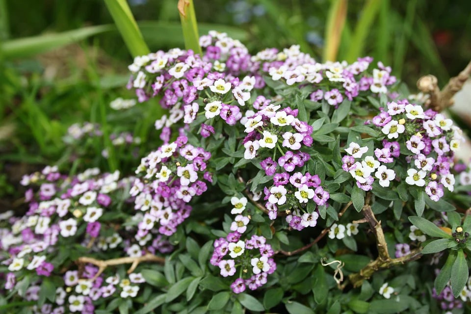 Alyssum Flower seeds for Planting - Cut Flower Favorite, Heirloom & GMO Free Seeds for Home Garden – High Germination