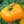 Vegetable Seeds,Garden seeds, Seeds For Planting,Plant Seeds