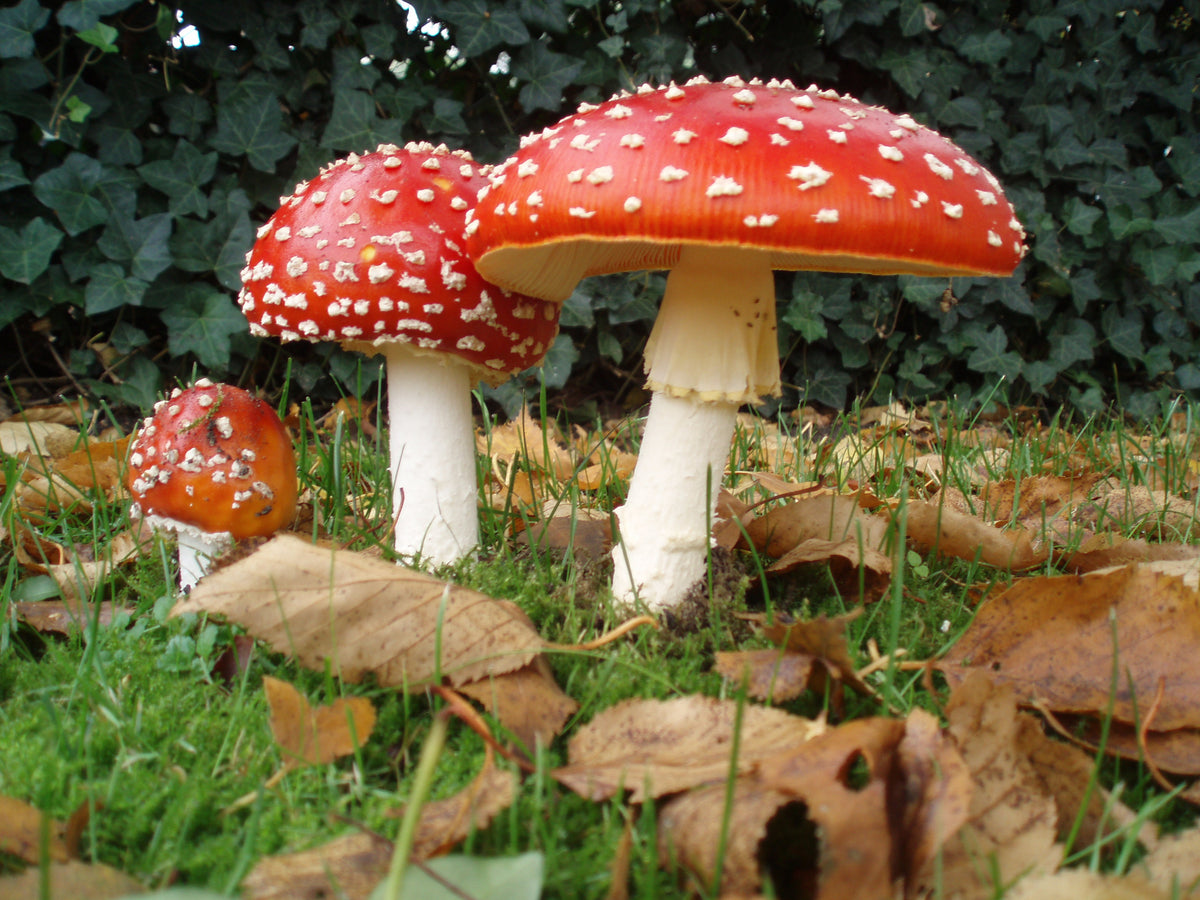 Red and White Edible Mushroom Seeds for Planting – Heirloom Non-GMO Gourmet Fungi Organic Garden Seeds, High Germination