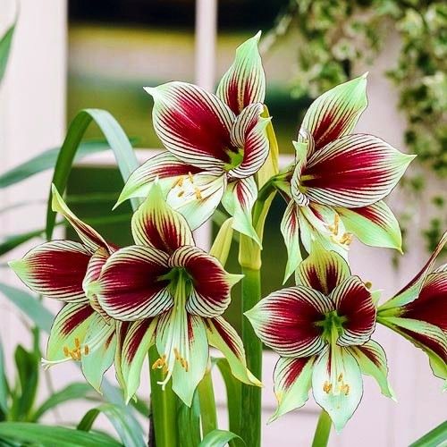 Green Red Amaryllis Flower Seeds for Planting – Heirloom, Non-GMO, High Germination