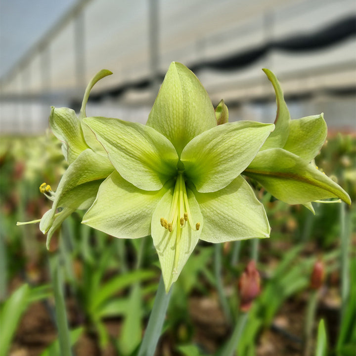 Light Green Amaryllis Flower Seeds for Planting – Bright Blooms, Heirloom, Non-GMO Home Garden