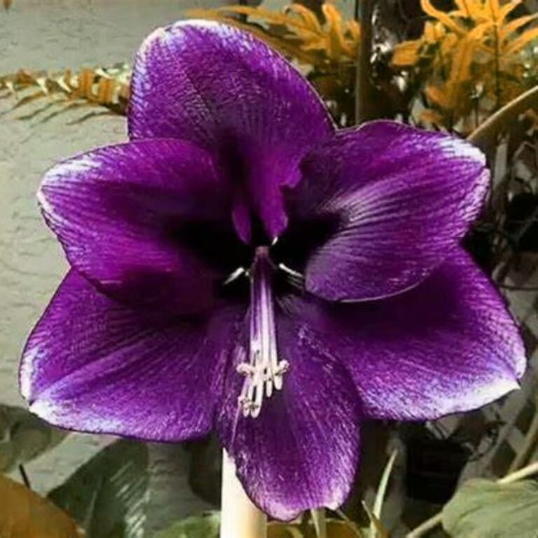 Dark Violet Amaryllis Flower Seeds for Planting – Heirloom, Non-GMO, High Germination Garden Seeds