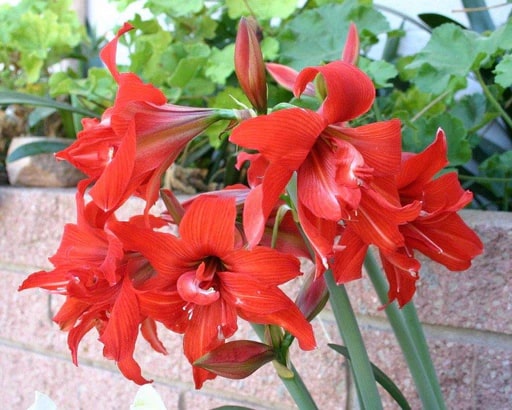 Red Amaryllis Barbados Flower Seeds for Planting Heirloom Non-GMO High Germination