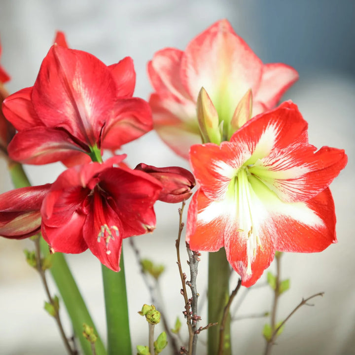 Red White Amaryllis Flower Seeds for Planting – Heirloom, Non-GMO, Hardy High Germination Variety