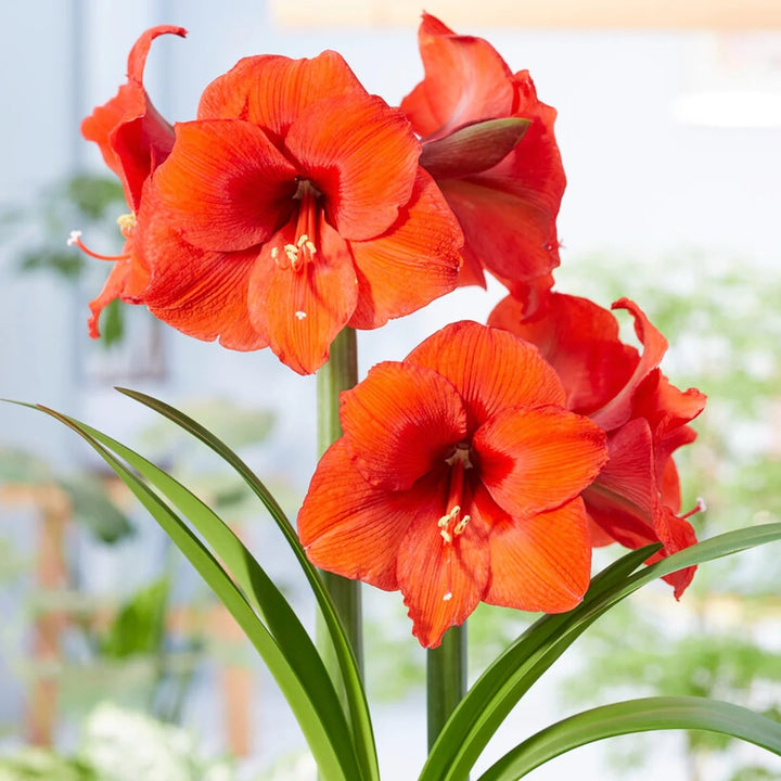 Dark Orange Amaryllis Flower Seeds for Planting – Heirloom, Non-GMO, High Germination Garden Seeds