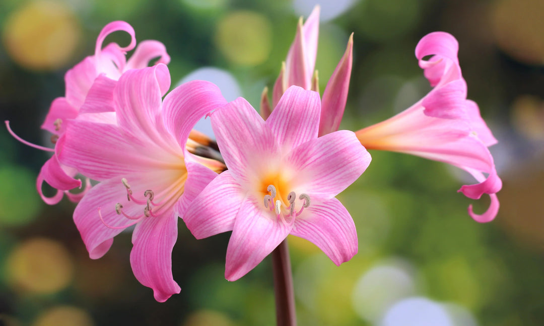 Pink Amaryllis Flower Seeds for Planting – Wildflower Mix, Heirloom, Non-GMO, High Germination