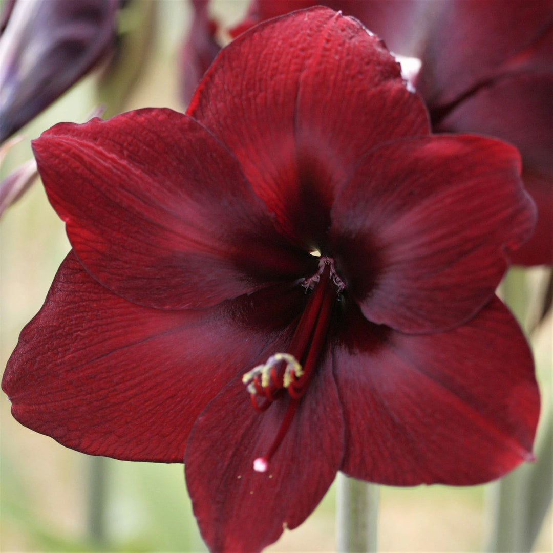 Maroon Red Amaryllis Flower Seeds for Planting – Heirloom, Non-GMO, High Germination Organic Garden Seeds