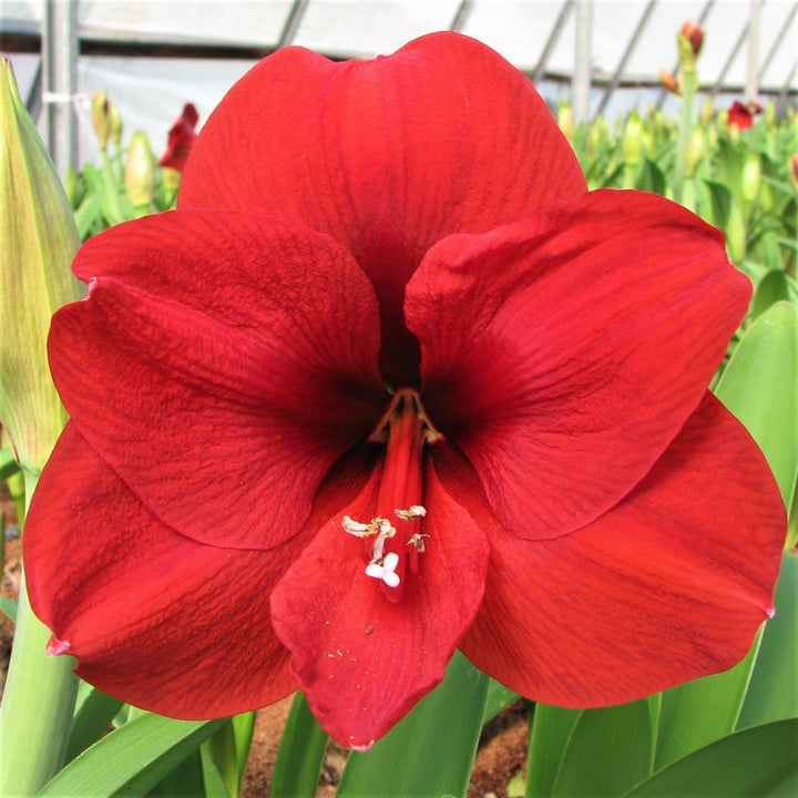 Red Amaryllis Barbados Seeds for Planting – Heirloom, Non-GMO, High Germination Organic Garden Seeds