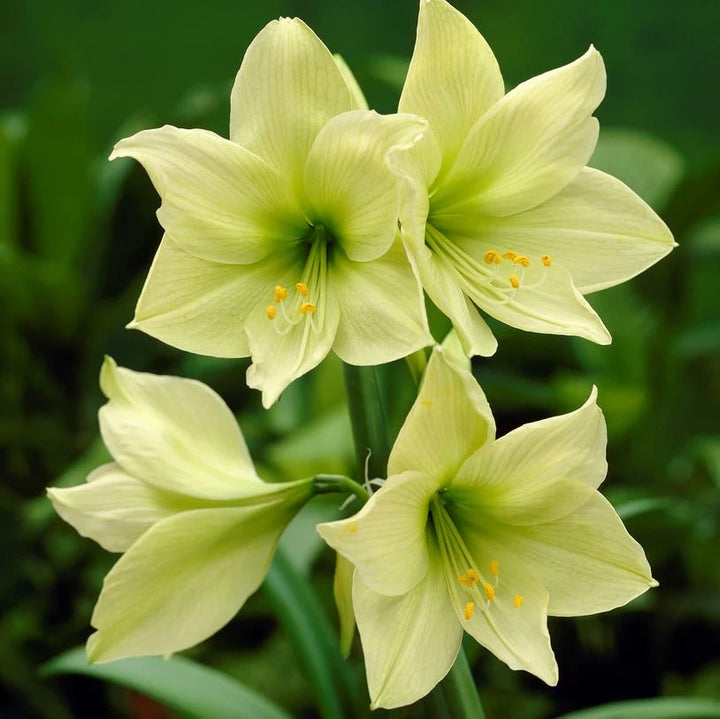 Pale Green Amaryllis Flower Seeds for Planting – Heirloom, Non-GMO, Premium Quality, High Germination