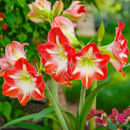 Red White Amaryllis Flower Seeds for Planting – Premium Heirloom, Non-GMO, High Germination Garden Seeds