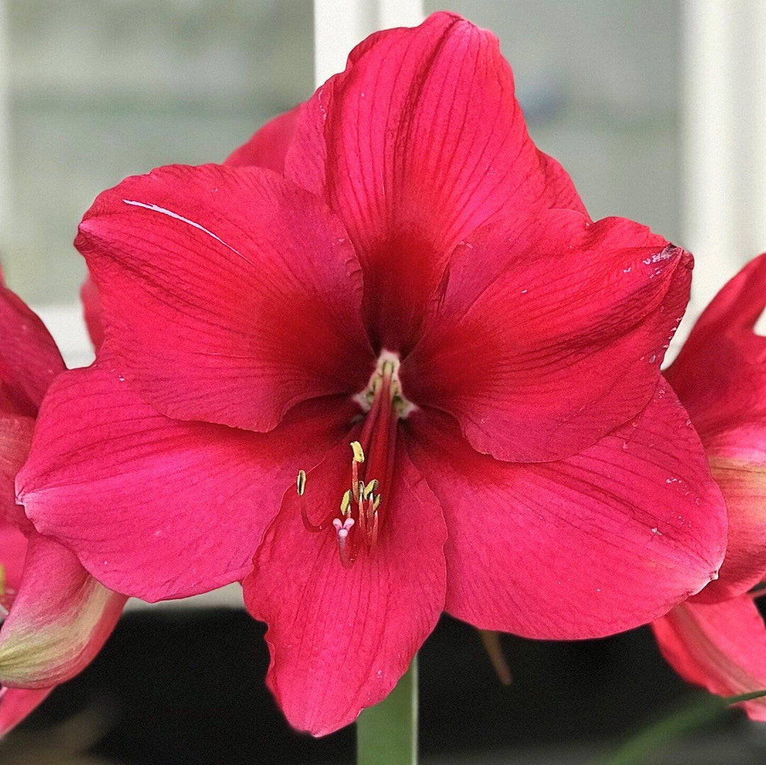 Dark Pink Amaryllis Flower Seeds for Planting – Heirloom, Non-GMO, High Germination Organic Garden Seeds