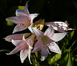 Ash Amaryllis Flower Seeds for Planting – Heirloom, Non-GMO, High Germination Organic Garden Seeds