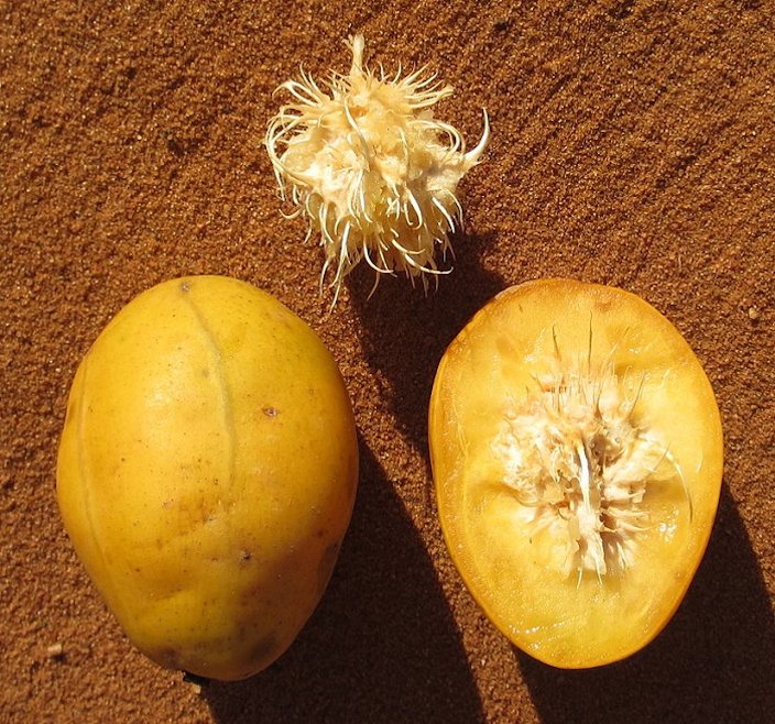 Yellow Spondias fruit seeds for planting – Heirloom & Non-GMO Garden seeds