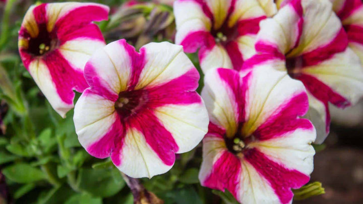 Pink Yellow Petunia Flower Seeds for Planting – Heirloom, Non-GMO, High Germination, Vibrant Garden Blooms