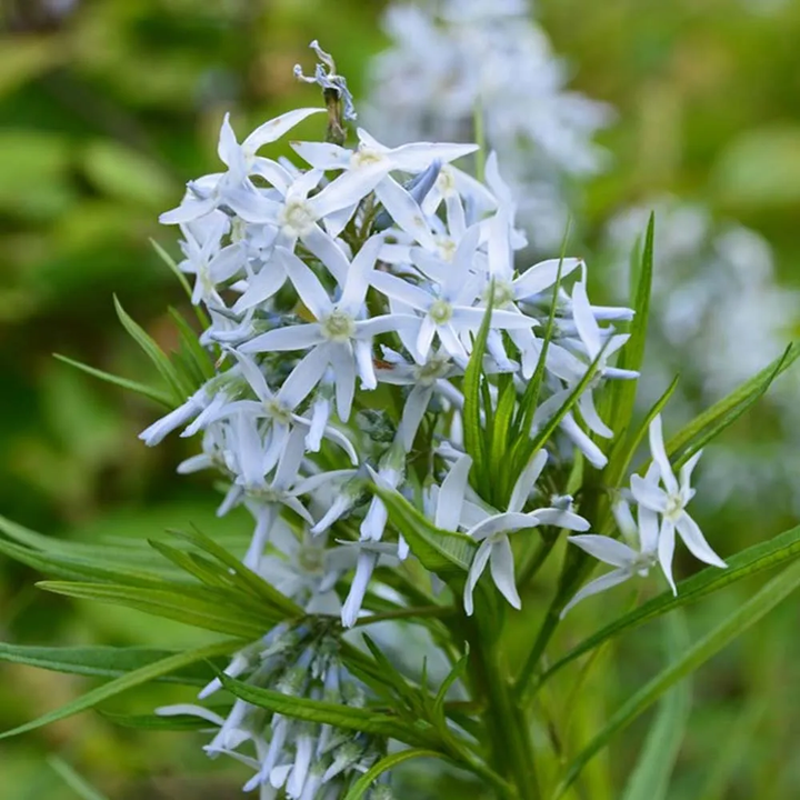 Amsonia Hubrichtii Bluestar Flower Seeds for Planting – Heirloom Non-GMO, High Germination Organic Garden Seeds