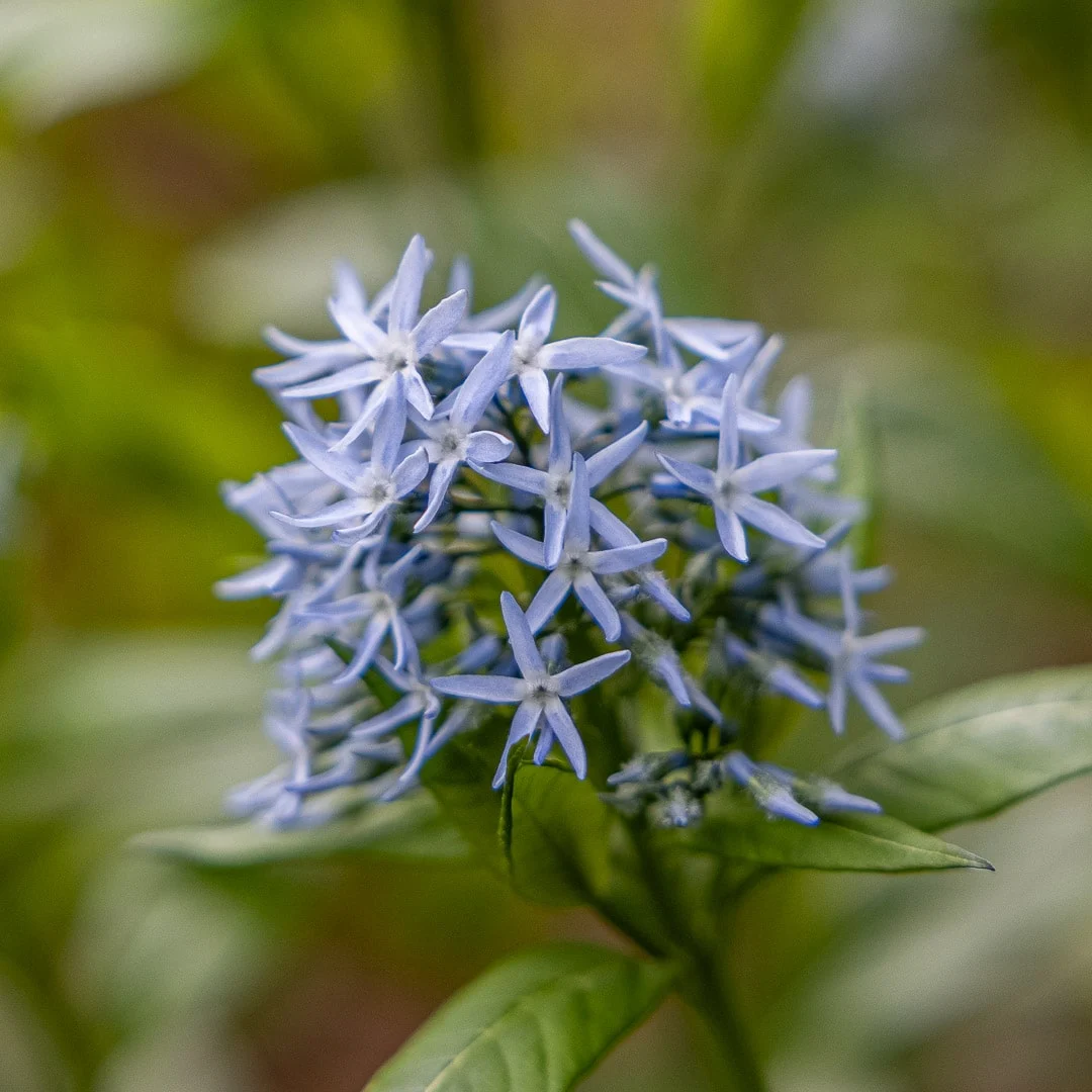 Amsonia Hubrichtii Bluestar Flower Seeds for Planting – Heirloom Non-GMO, High Germination Organic Garden Seeds