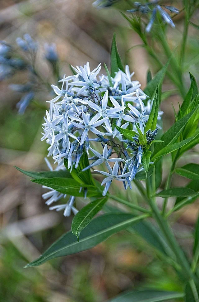 Amsonia Hubrichtii Bluestar Flower Seeds for Planting – Heirloom Non-GMO, High Germination Organic Garden Seeds