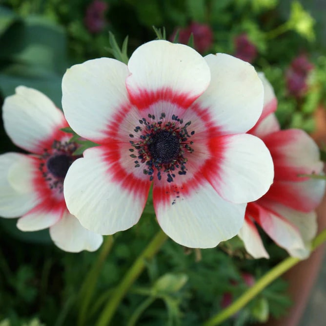 Bicolor Flower Seeds for Planting – Drought Tolerant Heirloom Non-GMO Seeds for Home Garden