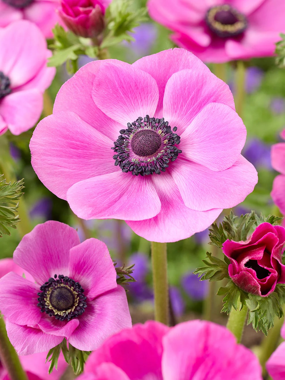 Pink Anemone Flower Seeds for Planting – Heirloom Non-GMO Organic Garden Seeds with High Germination