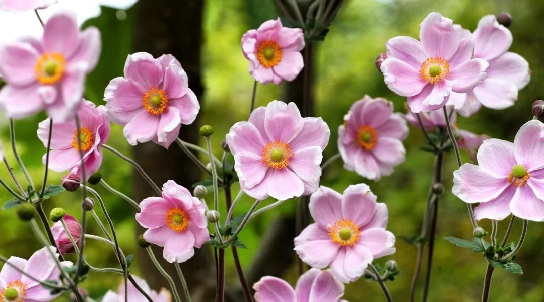 Light Pink Perennial Flower Seeds for Planting – Heirloom, Non-GMO, High Germination Organic Garden Seeds