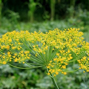 Vierling Dill Herb seeds – Heirloom, Non-GMO seeds for Planting in Home Garden