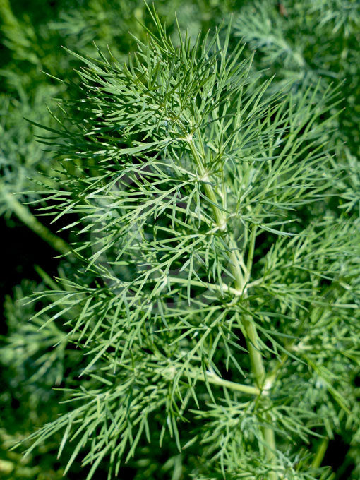 Green Anethum Graveolens Dill Elephant Herb Seeds for Planting – Heirloom, Non-GMO, Organic Garden Seeds with High Germination