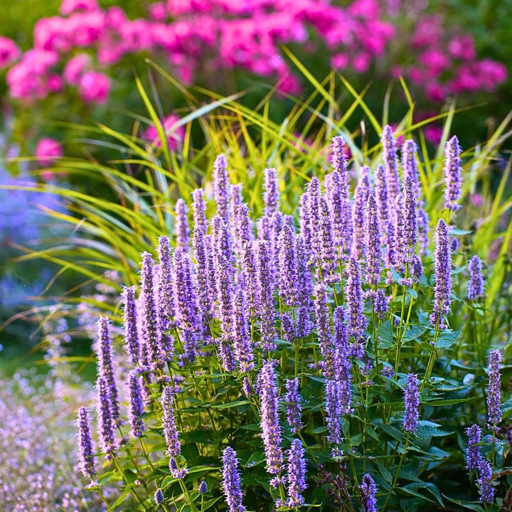 Violet Giant Hyssop Flower Seeds for Planting – Heirloom Non-GMO, High Germination Organic Garden Seeds
