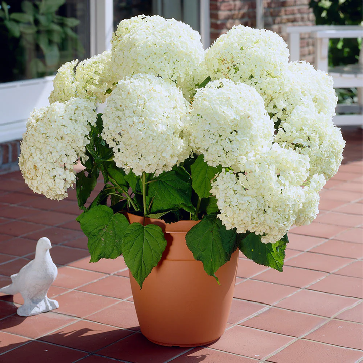 Hydrangeas Annabelle Flower Seeds for Planting | Heirloom Non-GMO High Germination Organic Garden Seeds