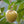 Annona Reticulata Fruit Seeds for Planting – Heirloom, Non-GMO Creamy Tropical Garden Fruit Seeds