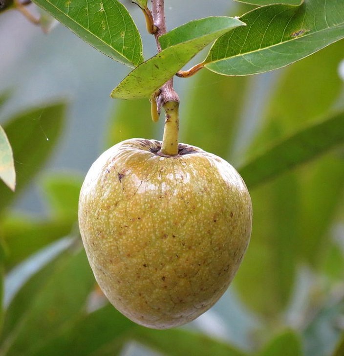 Annona Reticulata Fruit Seeds for Planting – Heirloom, Non-GMO Creamy Tropical Garden Fruit Seeds