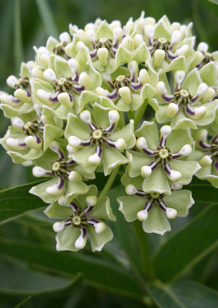 Asclepias Asperula Antelope Horns Flower Seeds for Planting - Long Bloom Season, Heirloom & GMO Free Seeds for Home Garden
