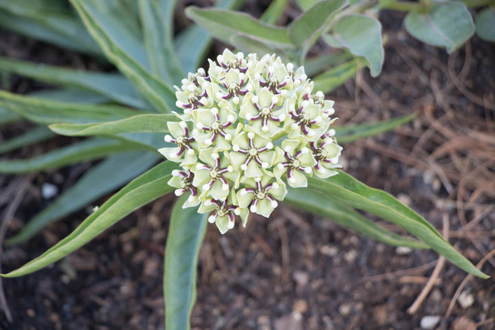 Asclepias Asperula Antelope Horns Flower Seeds for Planting - Long Bloom Season, Heirloom & GMO Free Seeds for Home Garden